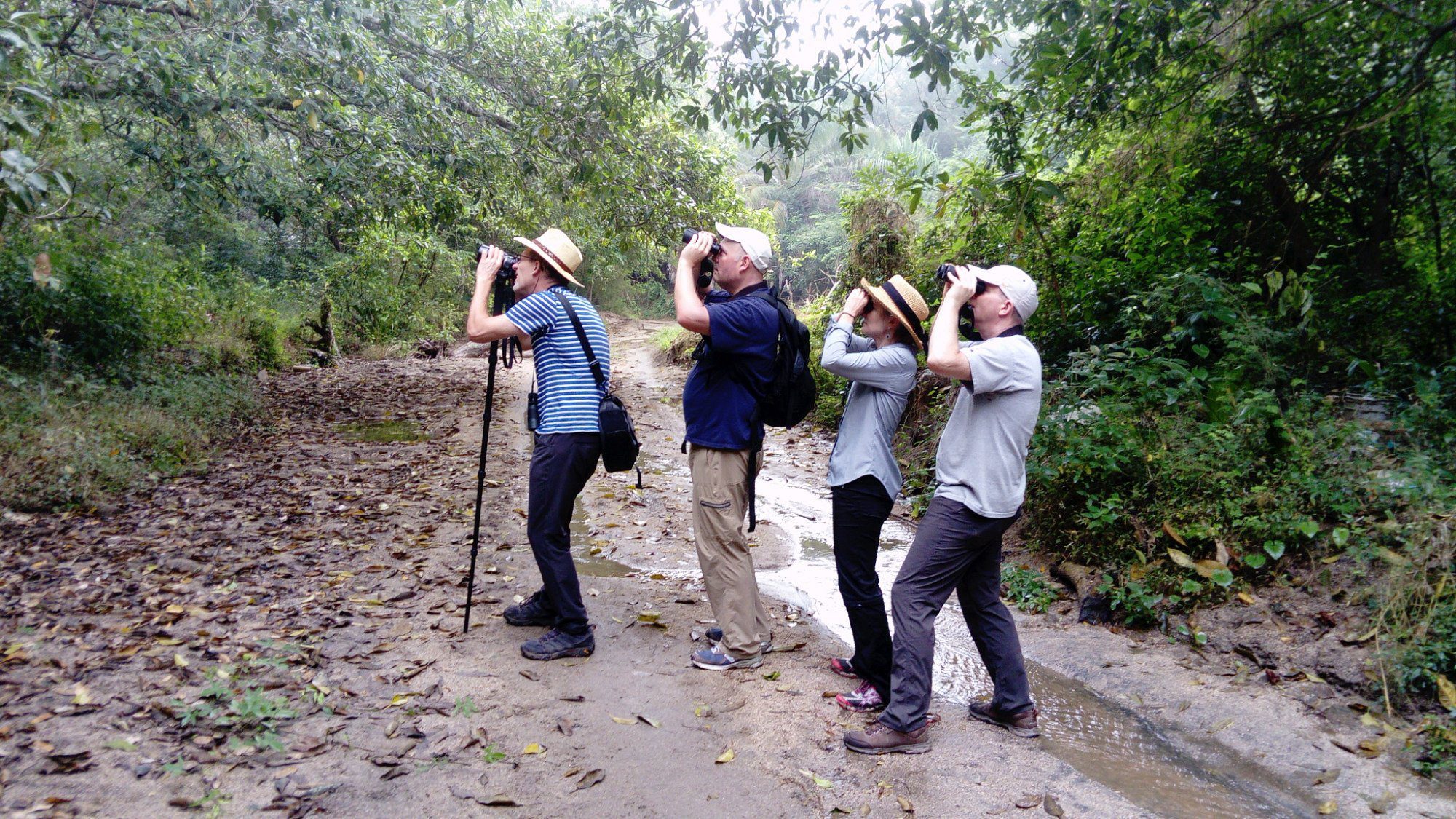 sayulita birds watching